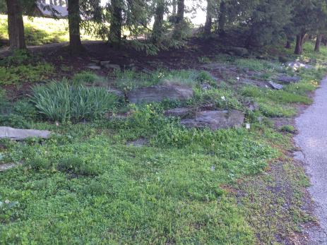 The rock garden in May 2017,  overrun by weeds