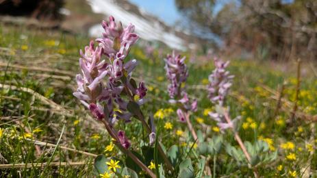 Corydalis popovii Amirsoy, Uzbekistan