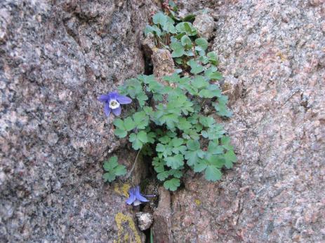 Aquilegia saximontana growing in a crack in a rock. Photo by Brian Core
