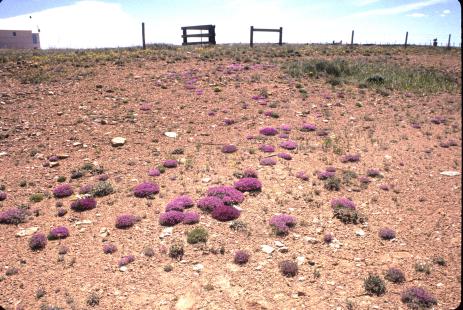 Astragalus spatulatus growing in clay soil in the wild.