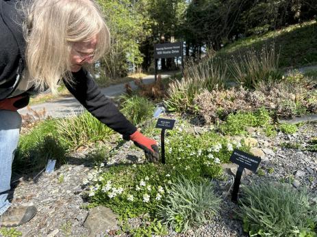 Volunteer Mary Squyres placing a label in the rock garden in May 2025