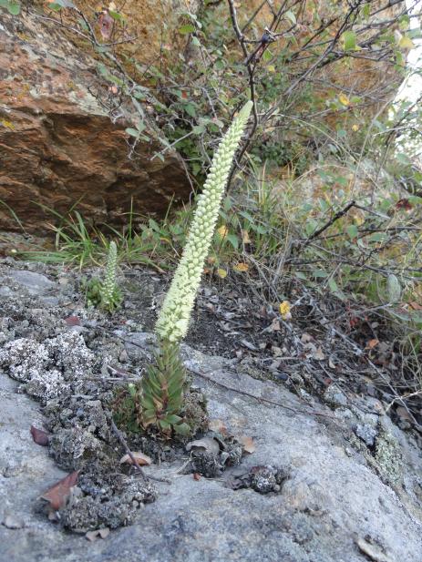 Orostachys spinosa blooming on top of a rock  in the Altai Mountains of Kazakhstan