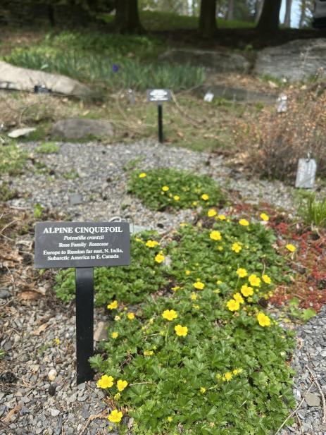 Potentilla crantzii  blooming in the rock garden, with a proper label.