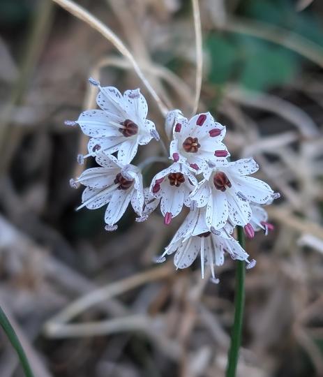 Allium callimischon subsp. haemostictum