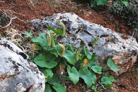 Arisarum vulgare