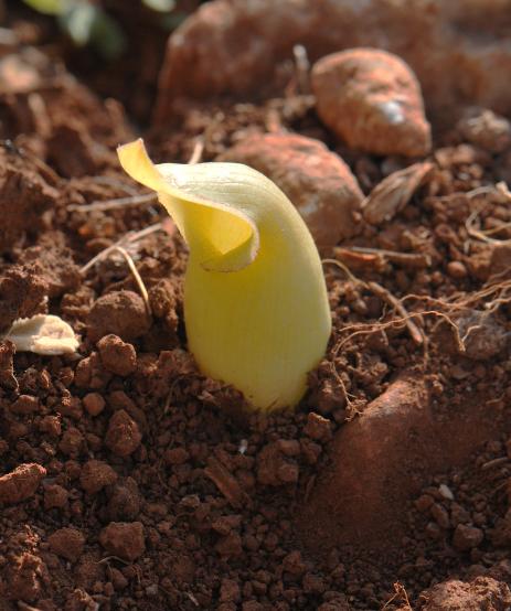 Biarum davisii         