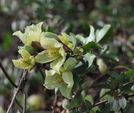 Clematis cirrhosa      