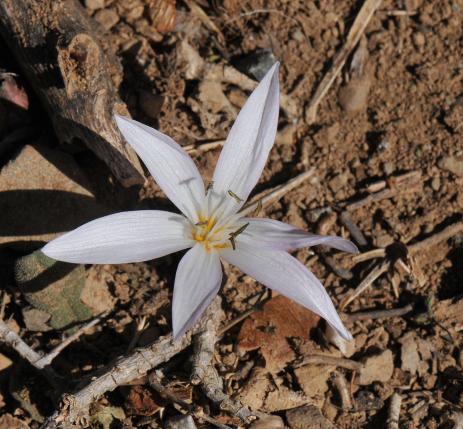 Colchicum cretensis 
