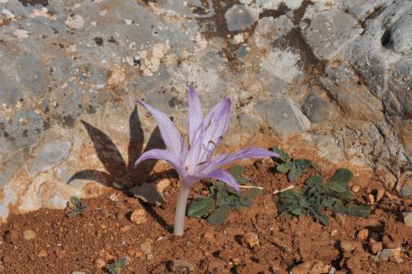 Colchicum macrophyllum