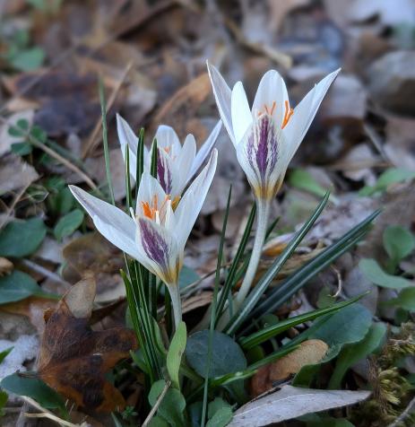 Crocus laevigatus     