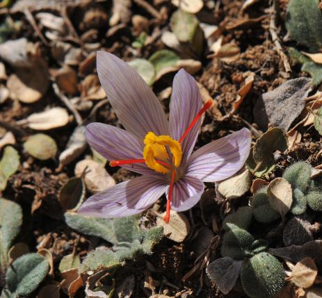 Crocus oreocreticus