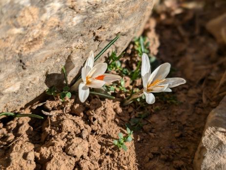 Crocus pumilus      