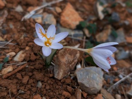 Crocus tournefortii       