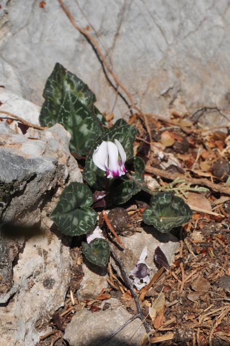 Cyclamen graecum subsp. candicum     