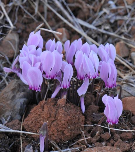 Cyclamen graecum subsp. graecum