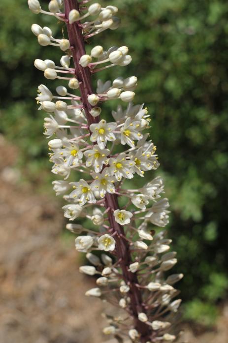 Drimia numidica         