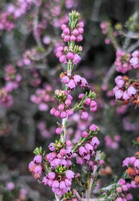 Erica manipulifera