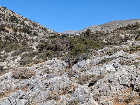 Goat-browsed trees in  the Gergeri region
