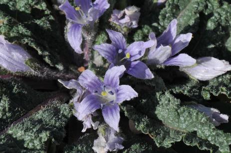 Mandragora autumnalis         