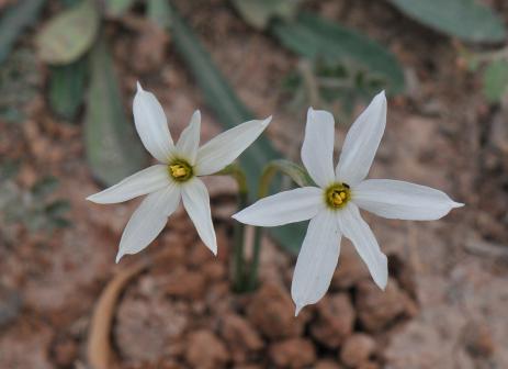 Narcissus deficiens         