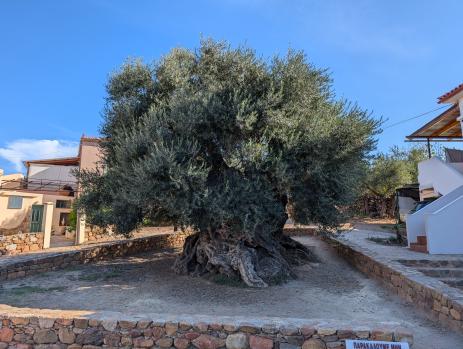 The oldest olive tree in the world