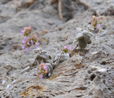 Origanum dictamnus