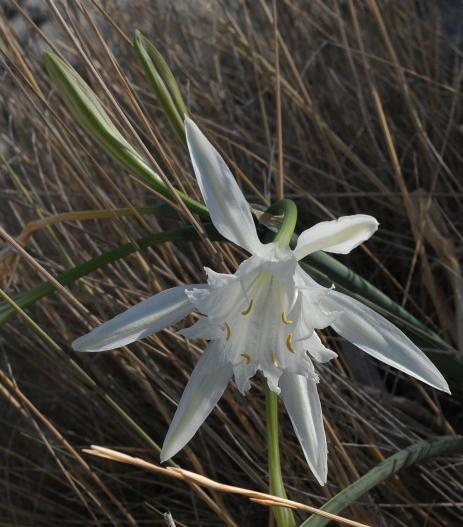 Pancratium maritimum