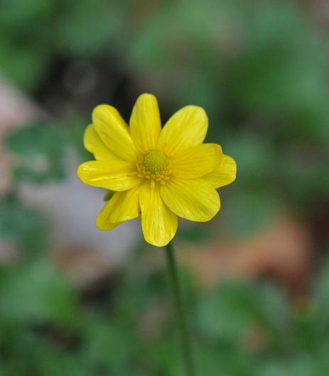 Ranunculus bullatus