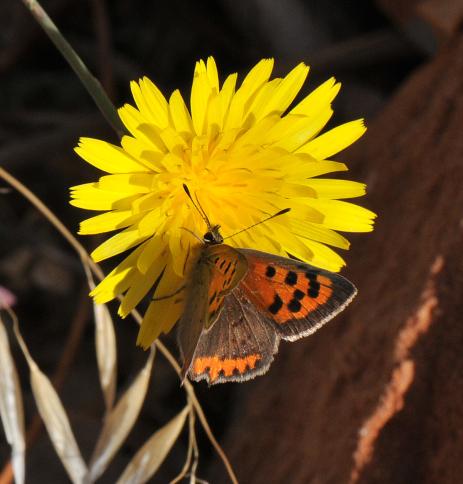 Small copper butterfly on Taraxacum minimum