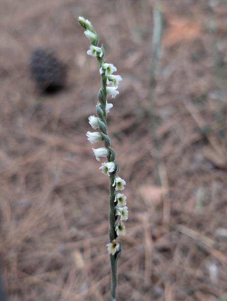 Spiranthes spiralis       