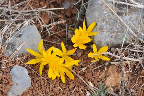 Sternbergia greuteriana
