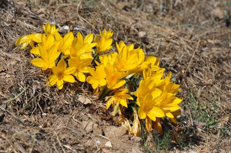 Sternbergia lutea