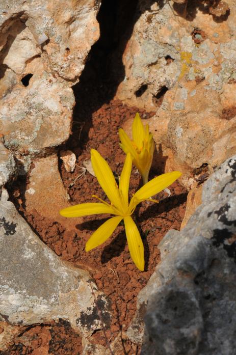 Sternbergia sicula