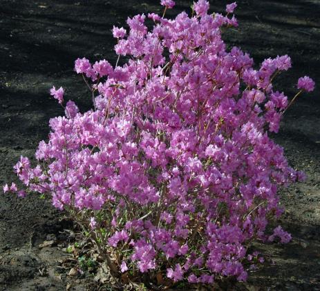 Lavender-flowered form of R. mucronulatum