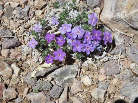 Phlox kelseyi