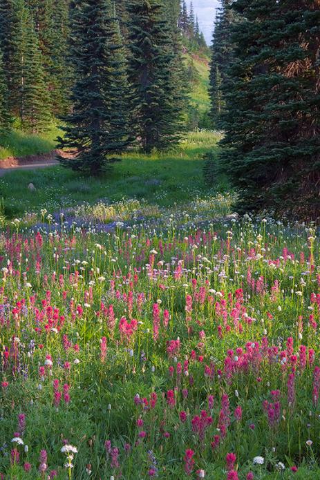 Castilleja parviflora var. oreopola at  Paradise, Mt. Rainier National Park, Washington