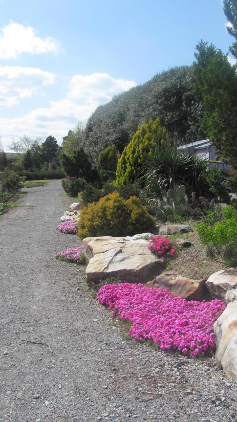 Spring color in the garden from phlox 