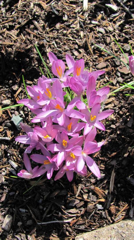 Crocus tommasinianus ‘Roseus’