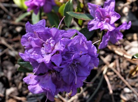 Rhododendron “Blue Roses”