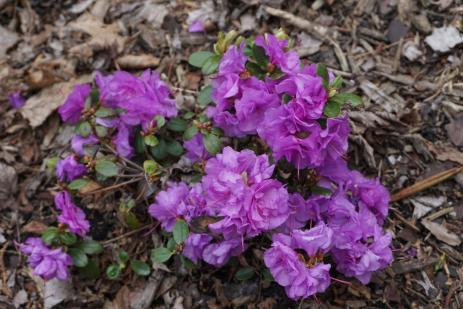 Rhododendron “Chickadee