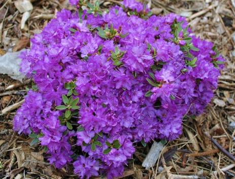 Rhododendron ‘Karen Seleger’ 