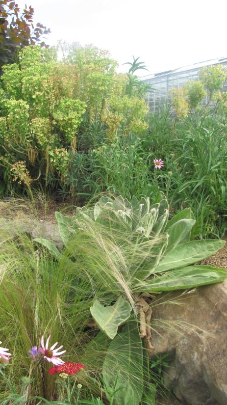 Rosette of Verbascum thapsis behind Nassella tenuissima