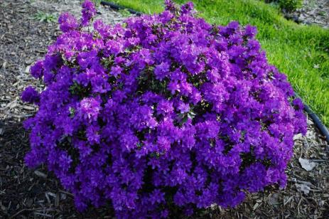 Rhododendron 'Purple Gem’