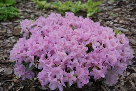 Rhododendron ‘Robert Seleger’