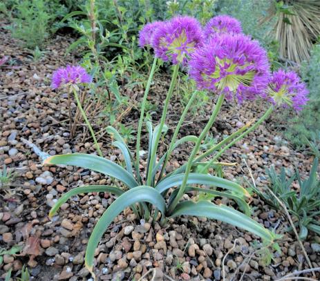 Allium douglasii 