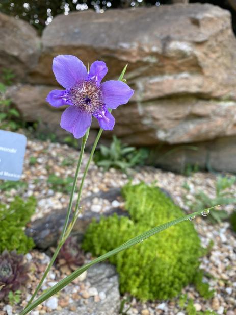 Alophia drummondii