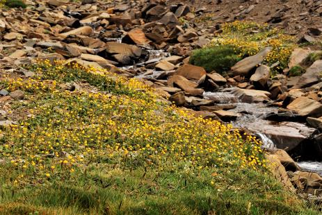 Carpets of Calceolaria biflora growing by a stream 