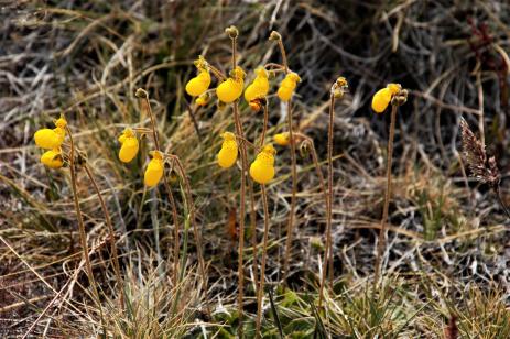 Calceolaria biflora