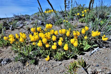 Calceolaria borsinii