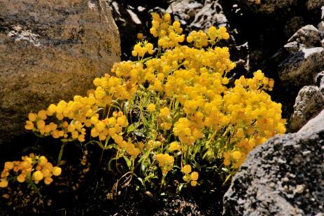 Calceolaria dentata